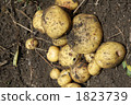Potato harvest 1823739