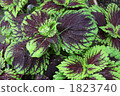 Coleus 1823740