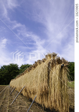  傾斜的米和秋天天空 1823905