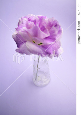  哈娜哈納尤 1824088