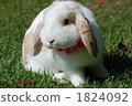Rabbit  1824092