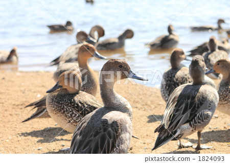 小長鴨 小長鴨 1824093