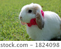 Rabbit  1824098