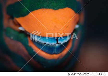 Budai's teeth Budai's teeth 1824333