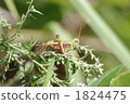 hide-and-seek 1824475