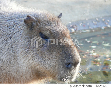 水豚 陸生動物 動物 1824669