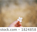 cherry blossom, cherry tree, bloom 1824858