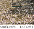swing, swings, petal 1824861