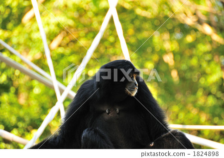 Flying gibbon 1824898