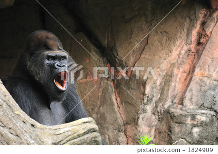 Nishi Roland大猩猩 Nishi Roland大猩猩 1824909