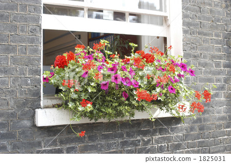 Wind box, petunia, geranium, etc. Wind box, petunia, geranium, etc. 1825031