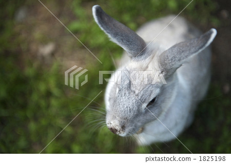 一隻兔子 一隻兔子 1825198