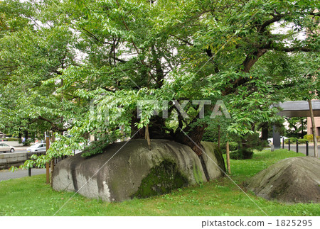 Walking Morioka · Cherry blossom quarry 1825295