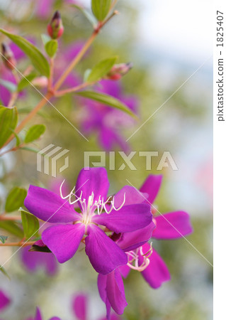 紫色美麗的領域牡丹 紫色美麗的領域牡丹 1825407