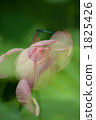 Lotus 1825426
