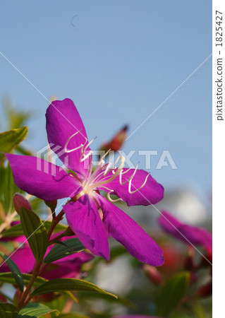 A purple beautiful field peony 1825427
