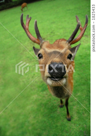 一隻鹿 1825433