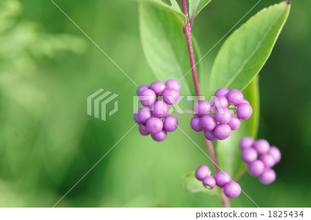 Komurasaki美麗的果子 Komurasaki美麗的果子 1825434