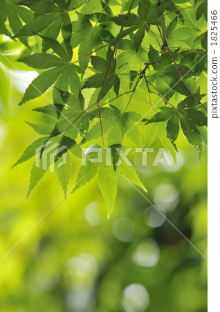 綠楓 綠楓 1825466