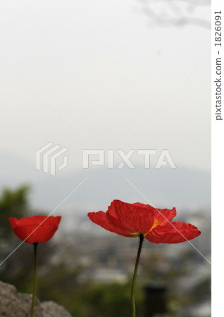 Poppy 1826091