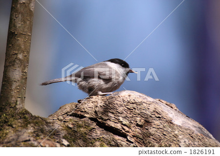 Willow tit 1826191