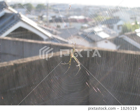 蜘蛛網 1826319