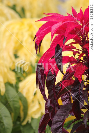 室內盆栽 觀葉植物 植物 1826322