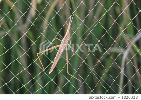 oriental longheaded locust, grasshopper, locust 1826328
