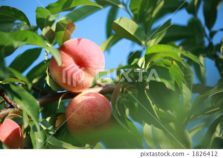 White peach 1826412