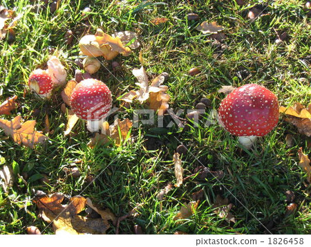 mushroom, mushrooms, oceania 1826458