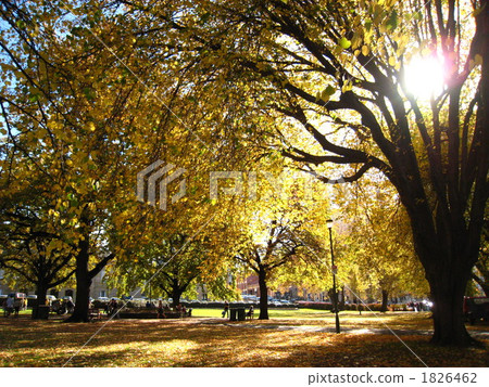 maple, yellow leafe, park 1826462