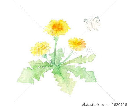 Dandelion Dandelion 1826718