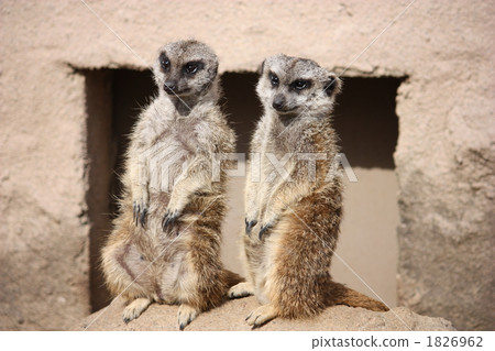 meerkat  1826962