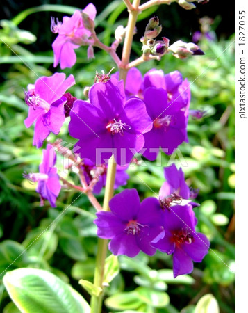 紫色紺野牡丹 1827055