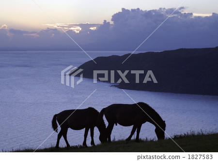 terrestrial animal, wild animal, wildanimal 1827583