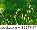 Cats 1827647