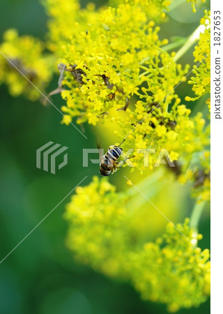 bee, golden lace, patrinia scabiosifolium 1827653