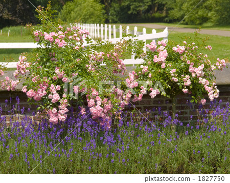 Barra Lavender White Fence Netherlands 1827750