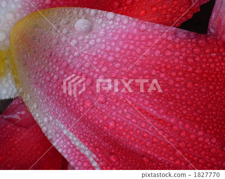 tulipa, petal, petals 1827770