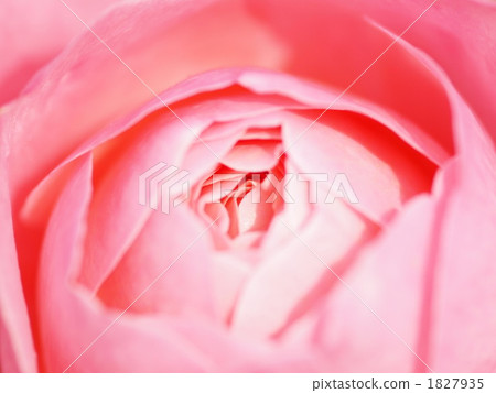 Rose bruno perpian 1827935