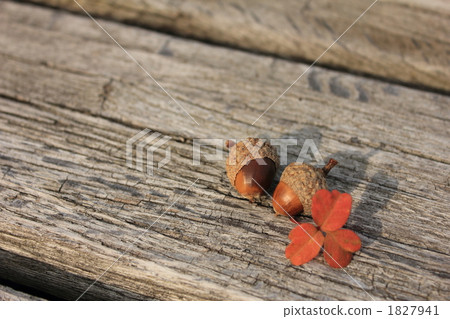 A good fried acorn A good fried acorn 1827941