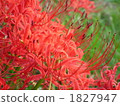 Cluster amaryllis 1827947