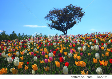 心臟樹和郁金香 心臟樹和郁金香 1827950