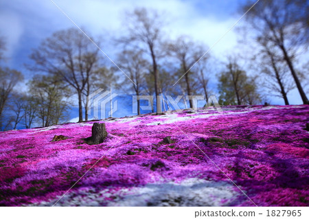 微型青苔草公園 1827965