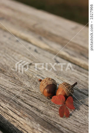 一個很好的油炸橡子 1827966