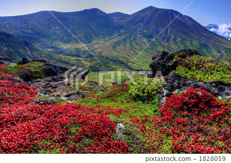 Autumn's Awazima Azalea and Asahidake Autumn's Awazima Azalea and Asahidake 1828059