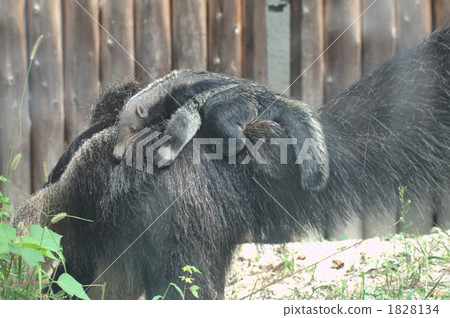 giant anteater, be burdened with, carry on back or shoulder 1828134