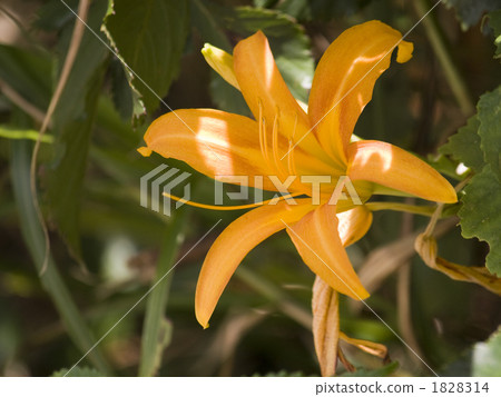 Hamakanzou flowers 1828314
