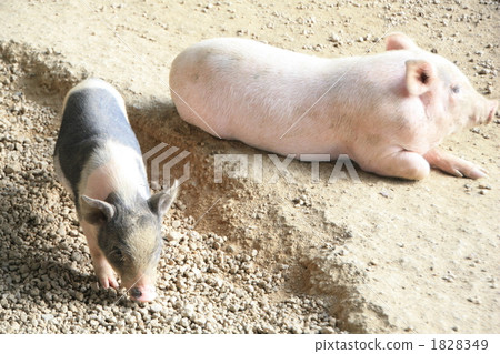 Pork in a zoo at Mitsuki Park 1828349