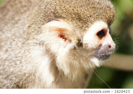 Squirrel monkey 1828423